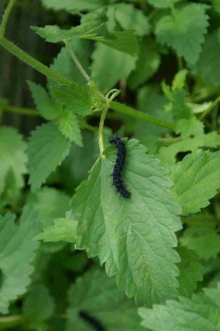 obeissance 2014-08-02